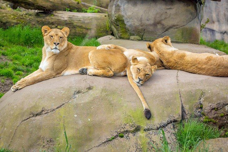 Löwen im Oregon Zoo
