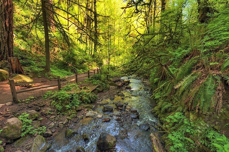 Wanderweg im Forest Park