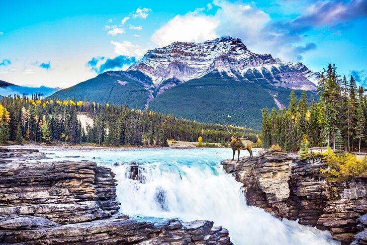 Chutes Athabasca dans le parc national de Jasper
