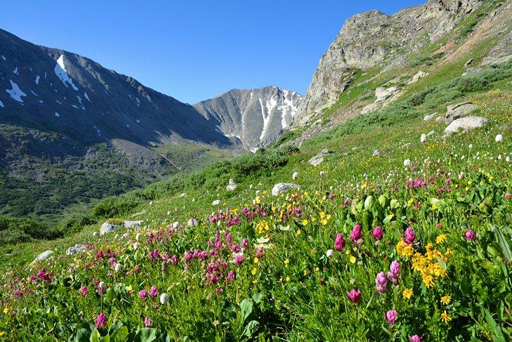 Flores alpinas cerca de Breckenridge