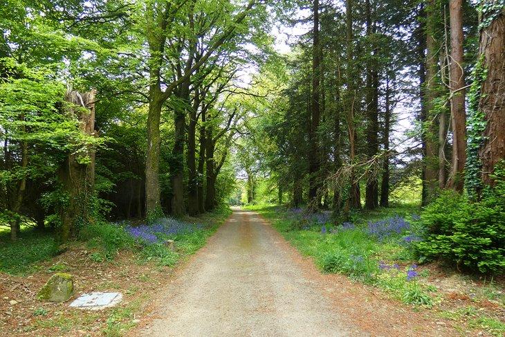 Arboreto John F. Kennedy, New Ross