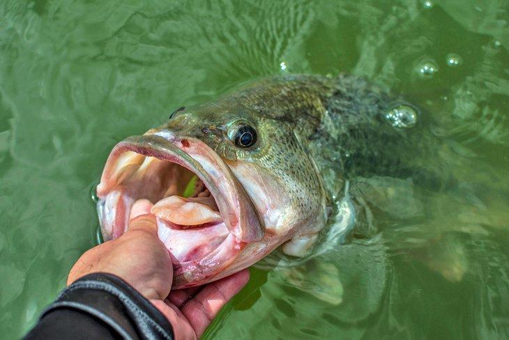 Lubina boca ancha del Embalse Sam Rayburn