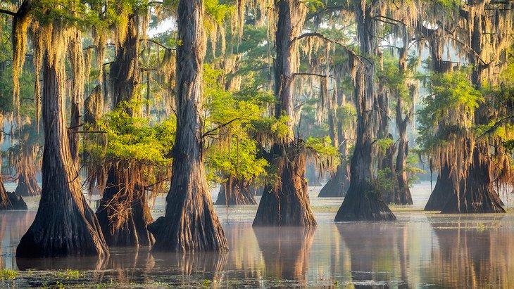 Árboles de ciprés en el Lago Caddo