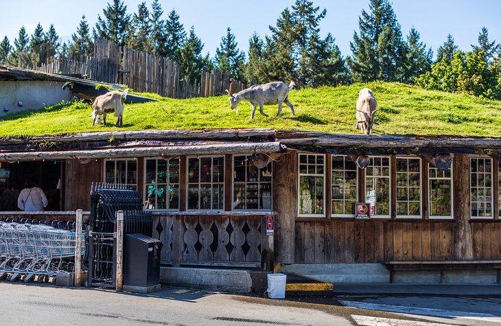 Cabras en el techo en Coombs