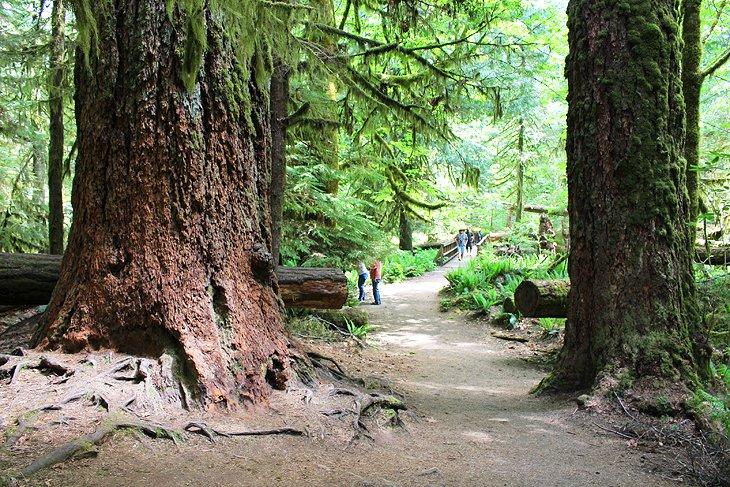 Catedral Grove