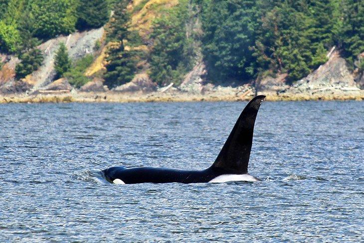 Orca auf einer Walbeobachtungstour von Nanaimo