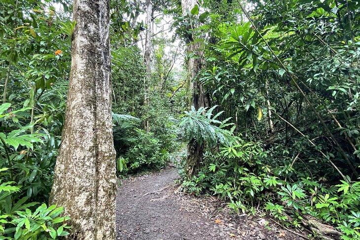 Sendero de las cascadas Manoa