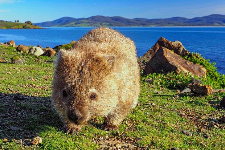 Wombat auf Maria Island