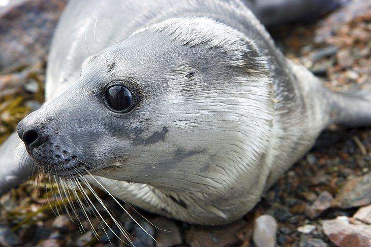 Australischer Pelzrobbe auf Bruny Island