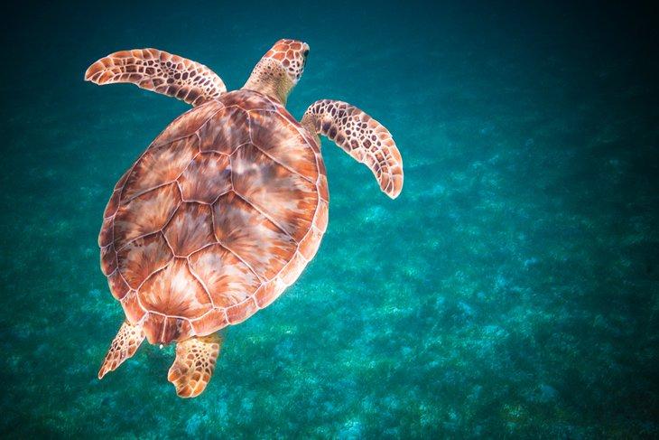 Tortuga marina en las aguas del Parque Nacional de las Islas Vírgenes, St. John