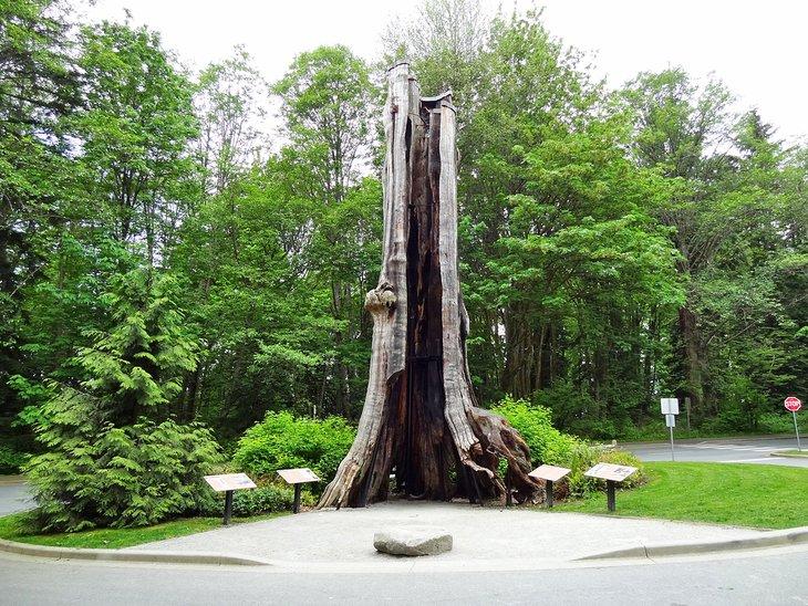 Árbol Hueco en Stanley Park, Vancouver