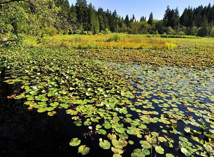 Lago Beaver