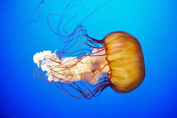 Acuario de Vancouver
