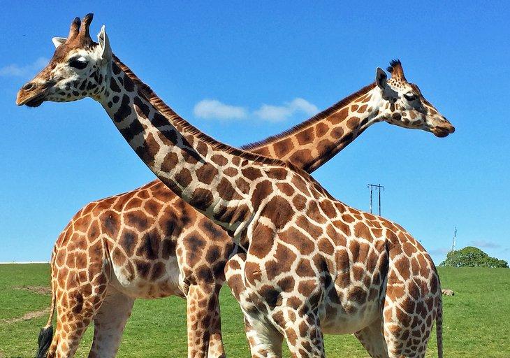 Giraffen im Fota Wildlife Park