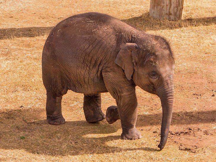 Elefante en el zoológico de Oklahoma City