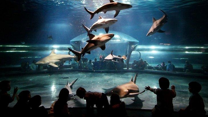 Tiburones cabeza de buey, Acuario de Oklahoma