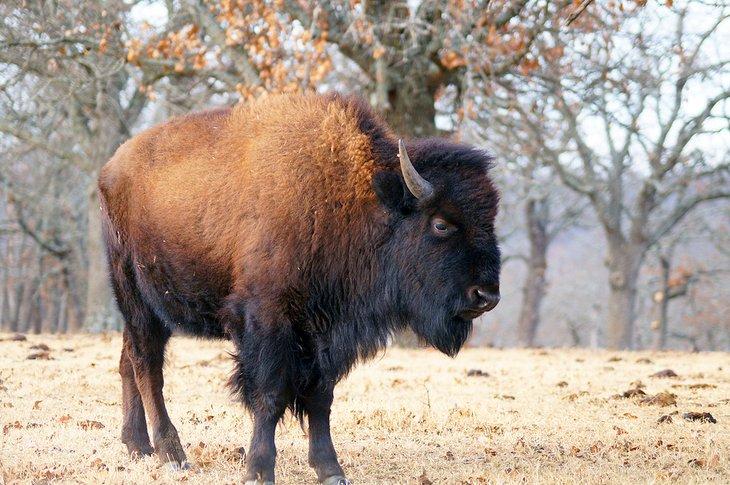 Búfalos americanos en el Museo y Reserva de Vida Silvestre Woolaroc