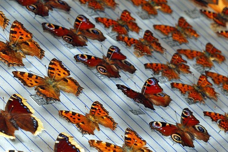 Maison des Papillons (Museo de Mariposas)