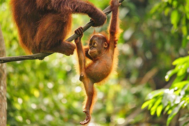Bebé orangután en el Centro de Rehabilitación de Orangutanes Sepilok