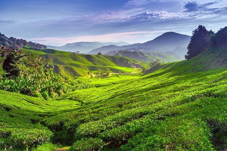 Plantación de té en las Tierras Altas de Cameron