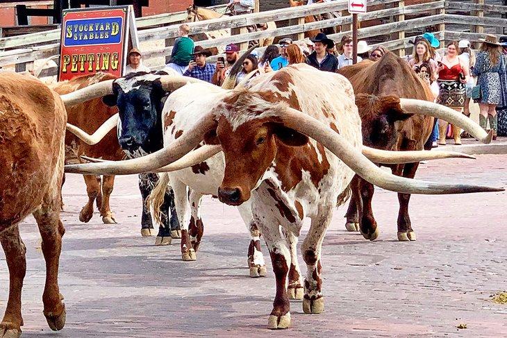 Traite de bétail dans les Stockyards