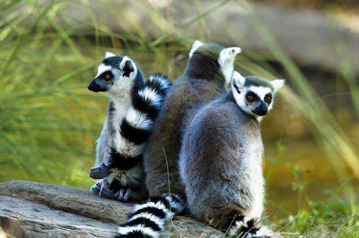 Lémuriens au Zoo de Fort Worth