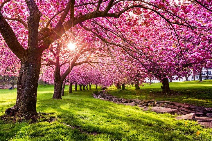 Flores de cerezo en Hurd Park