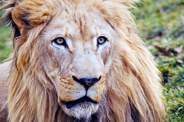 León en el Zoológico de Filadelfia
