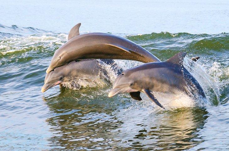 Delfines frente a la costa de Alabama