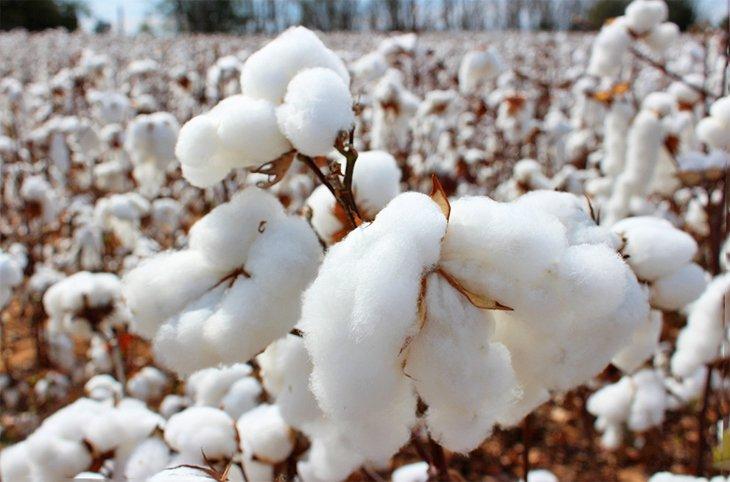 Campo de algodón en Alabama