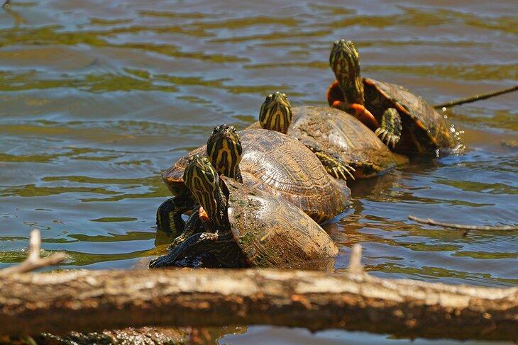 Tortugas de Abdomen Rojo de Alabama