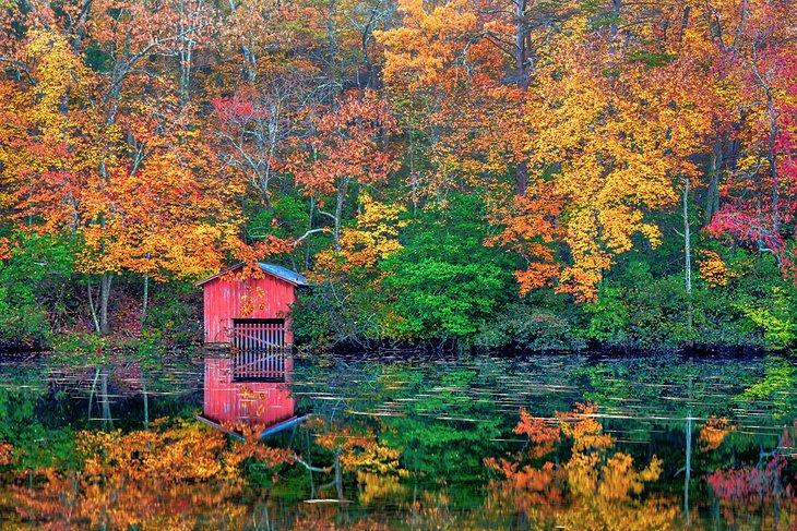 Colores otoñales en el bosque de Alabama