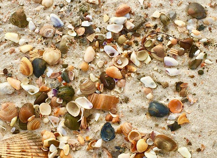 Conchas en una playa de Alabama