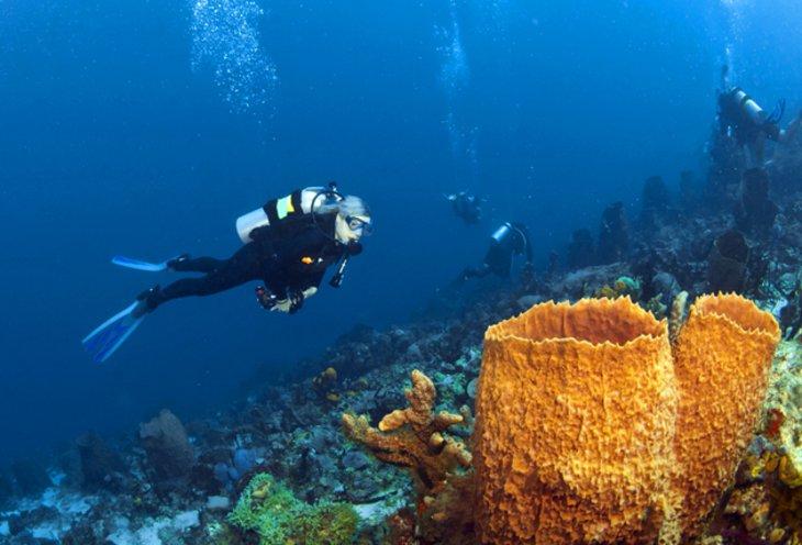 Buceo en el Parque Nacional Marino Anse Chastanet