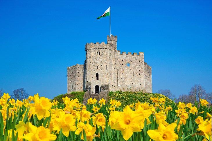 Flores de narcisos frente al Castillo de Cardiff