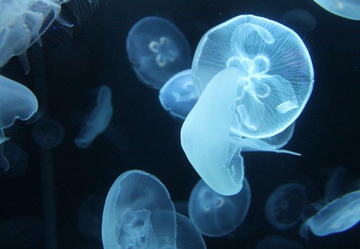 Acuario Nacional