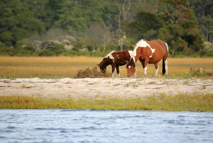Parque Estatal Assateague
