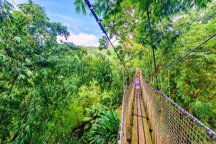 Puente colgante de cuerda en el Jardín Botánico Balata