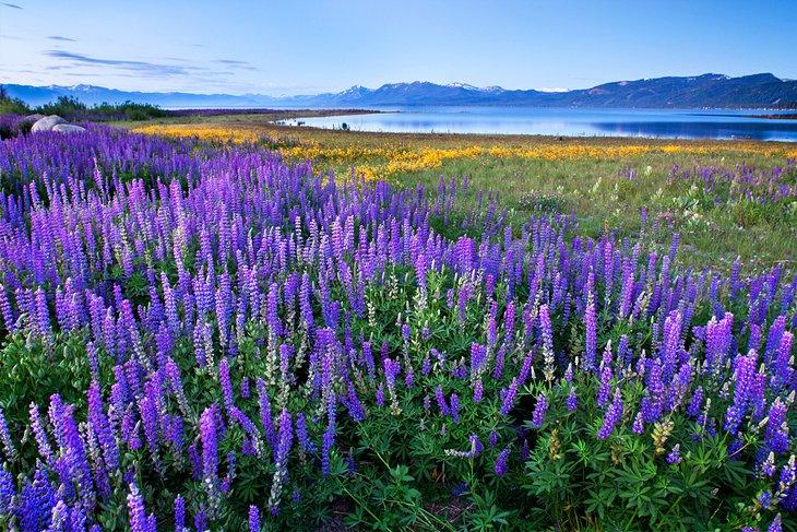 Lupinos en Lake Tahoe