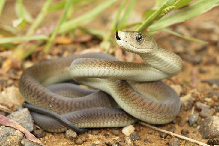 Mamba negra