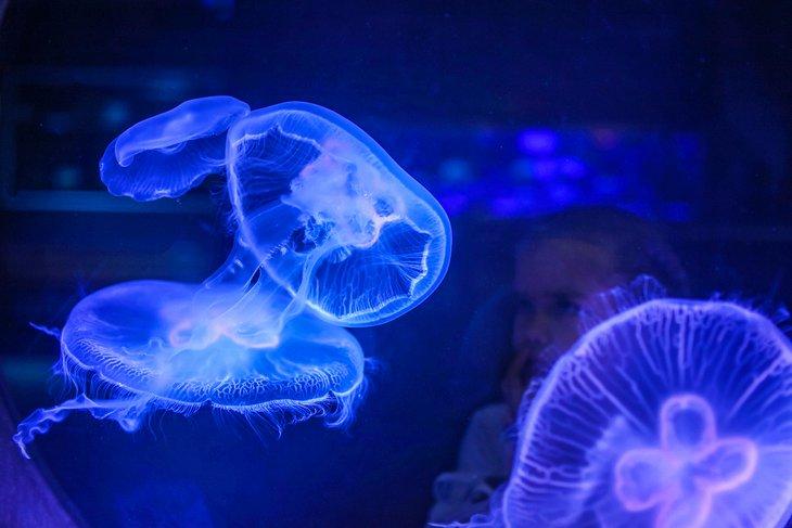 Medusas en el Acuario de Lyon