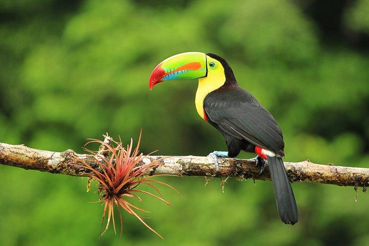 Schwarzhalstukan in Costa Rica