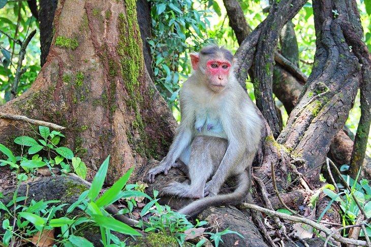 Macaque dans le Sanctuaire de la Faune Bhagwan Mahavir