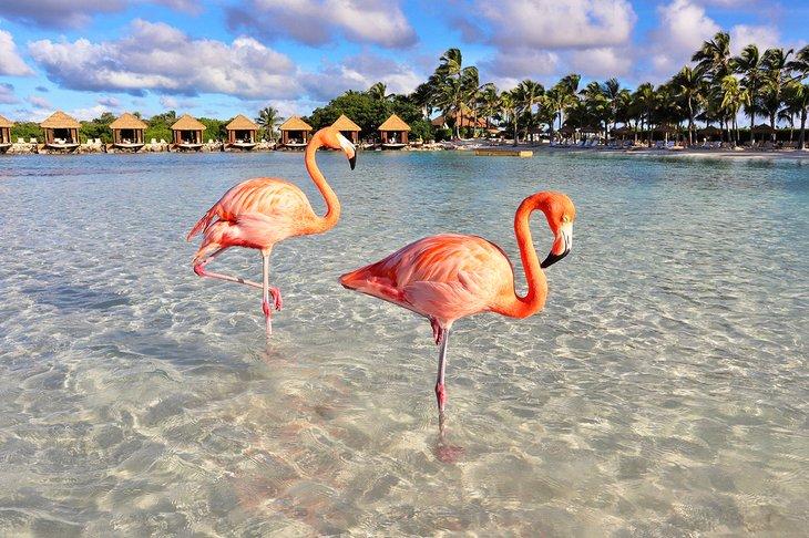 Flamants roses sur l'île Renaissance, Aruba