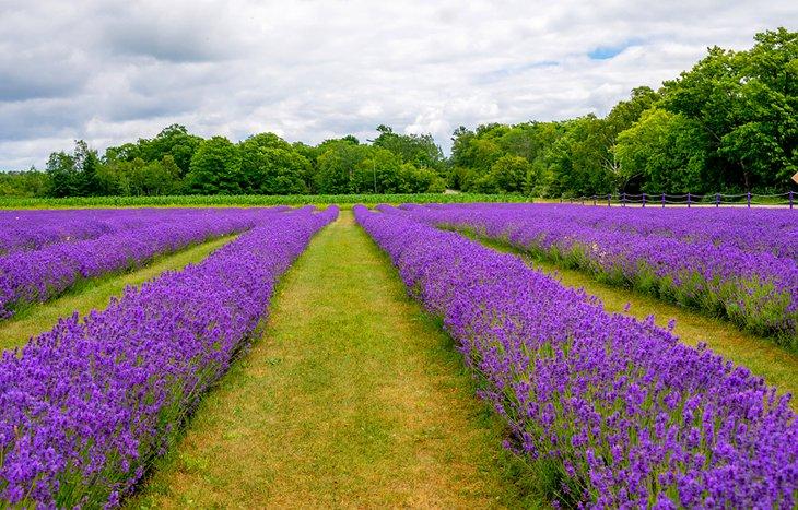Campos de lavanda en la Isla Washington