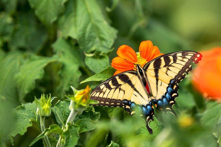 Mariposas monarca en Wisconsin