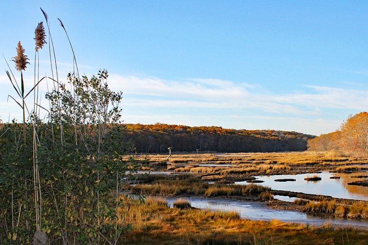 Marais au parc d'État de Rocky Neck