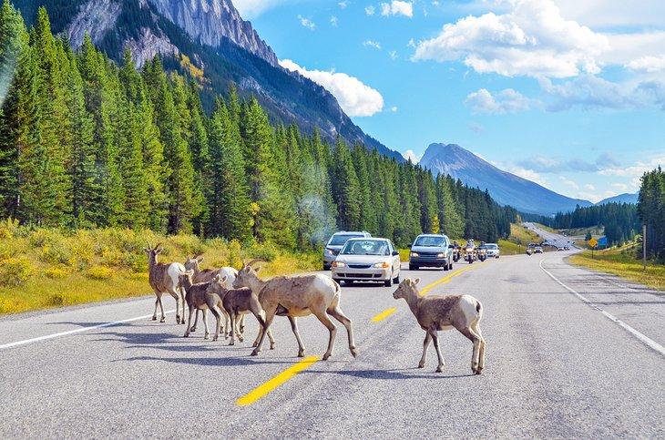 Ovejas de Montaña en Kananaskis Country