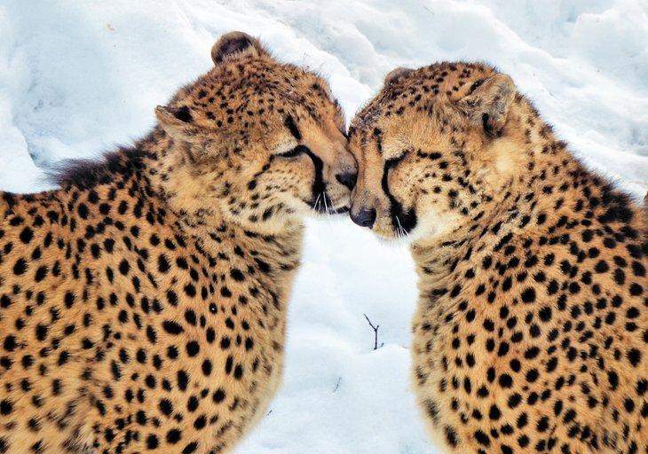 Geparden im Cleveland Metroparks Zoo