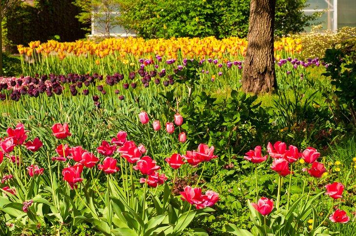 Tulpen blühen im Cleveland Botanical Garden